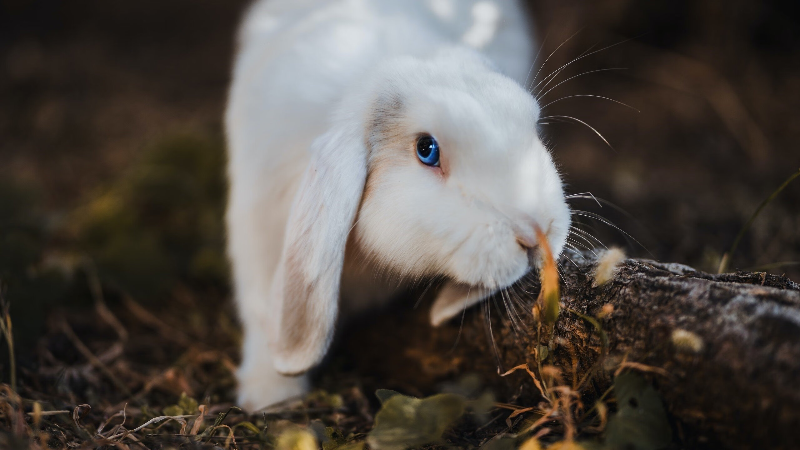 im电竞官方下载-篮球运动员心理健康干预机制探讨,篮球心理训练