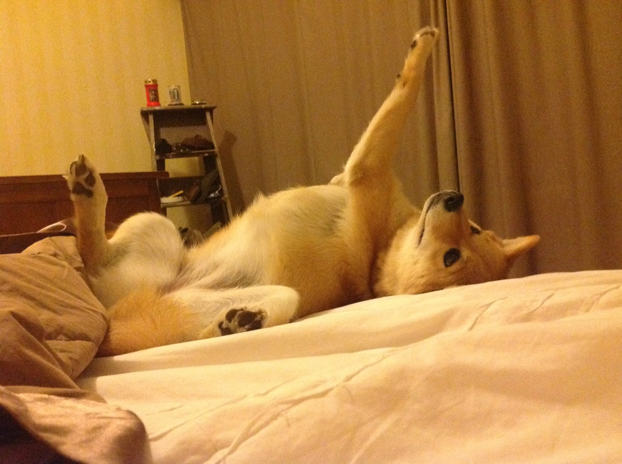 im体育官网登录-法国天才新星崭露头角，未来之星备受期待