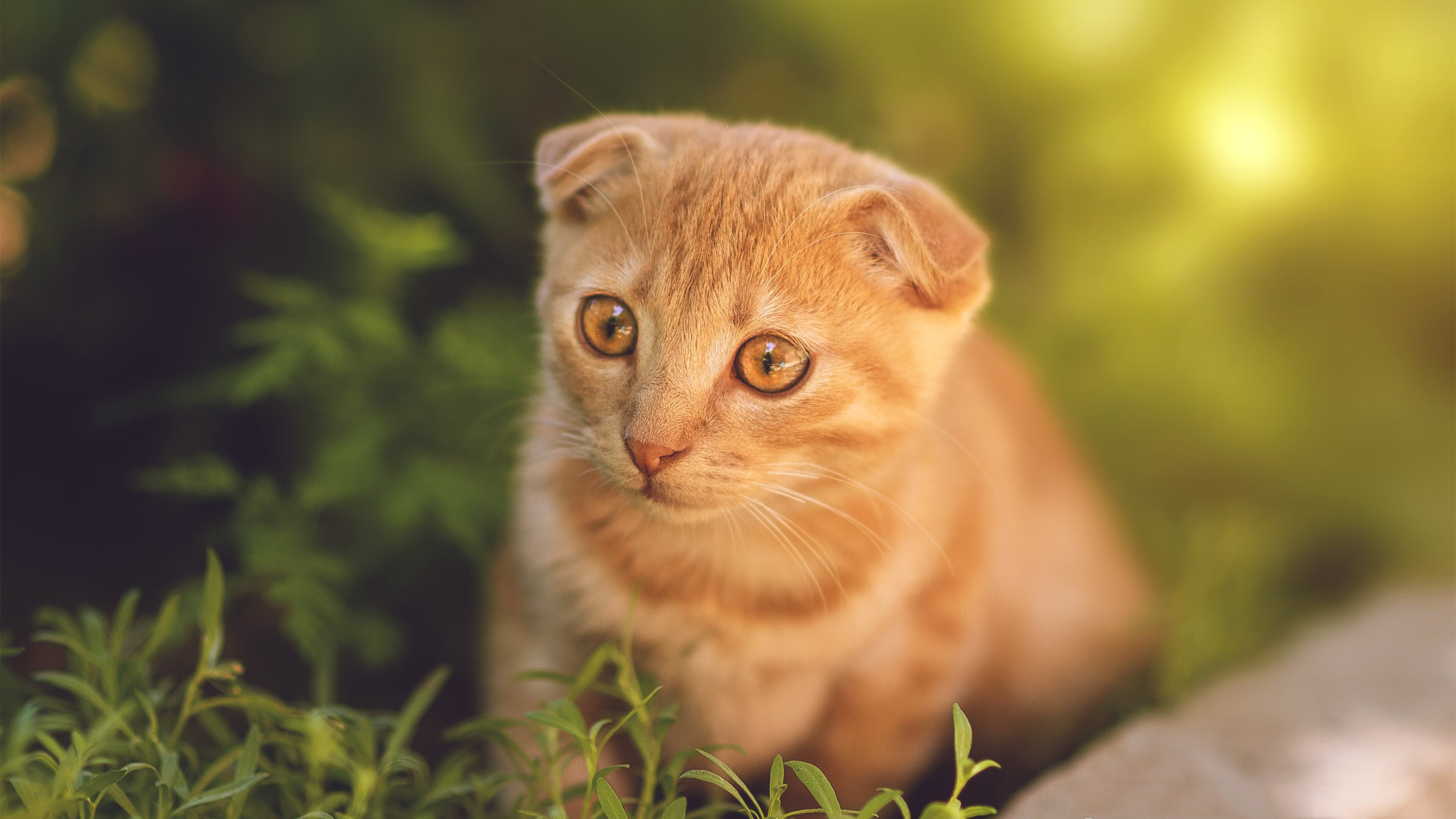 im电竞官方下载-羽毛球新规则讨论引发业内广泛关注,羽毛球新规则是哪一年出现的