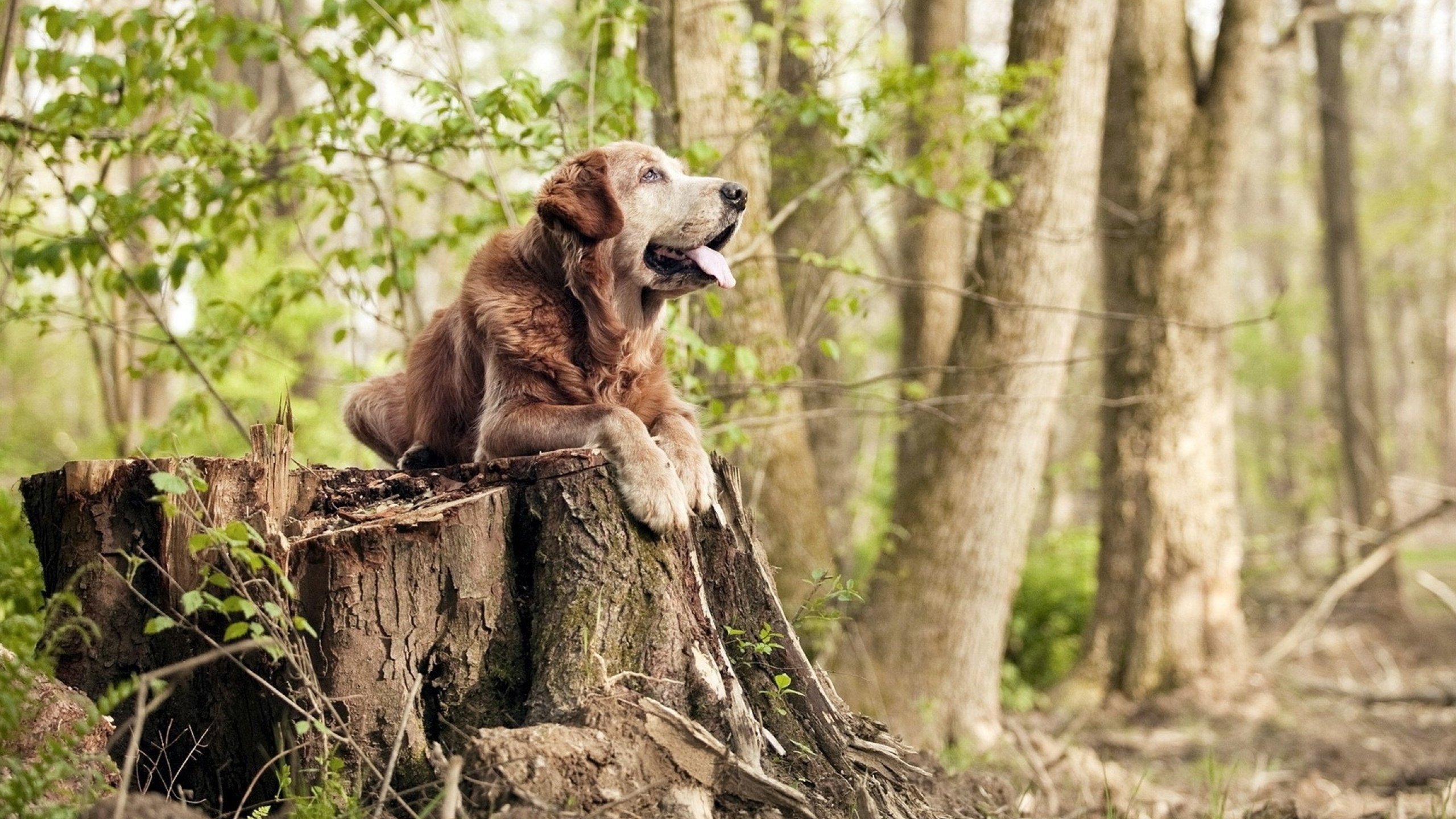 im体育电脑版-雷霆主力后卫带头苦练传球减少失误比率，雷霆主力阵容